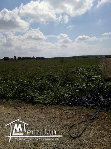Terrain Agricole à vendre à Haart Chouara,Hammem el Ghazez au bord d'une route