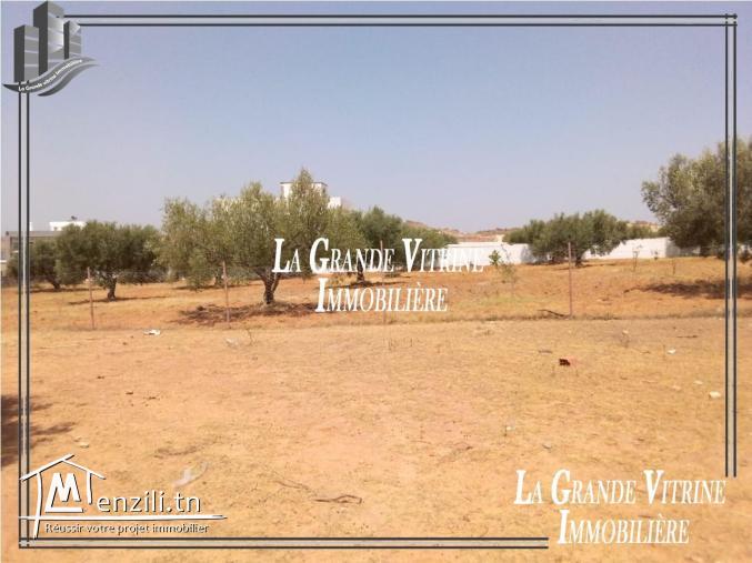 Terrain à Sidi Hammed