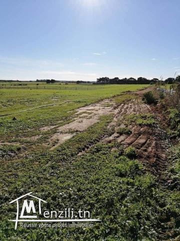 lotissement à Dar Allouch