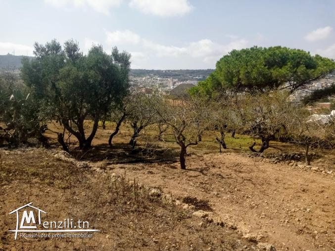 Terrain a rafraf 500m