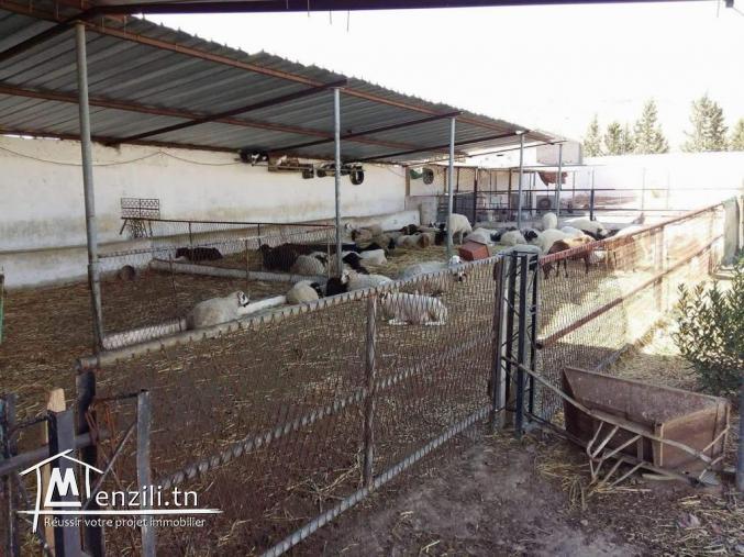 فرصة ذهبية للبيع