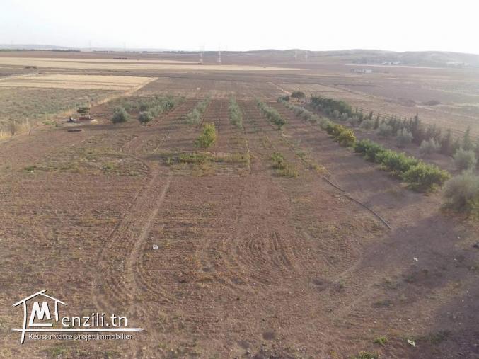 فرصة ذهبية للبيع