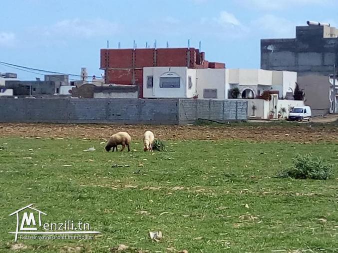 a vendre des lots de terrain a la plage dar alouche 