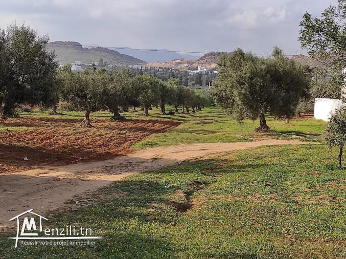 Terrain a vendre    Réf : THS048