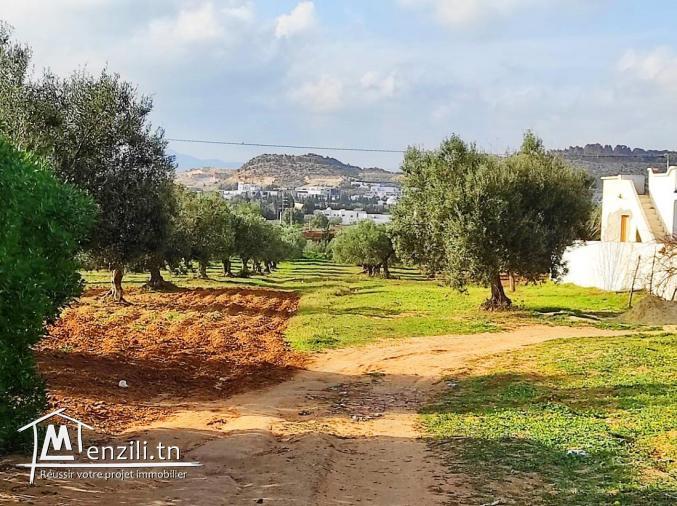 Terrain a vendre    Réf : THS048