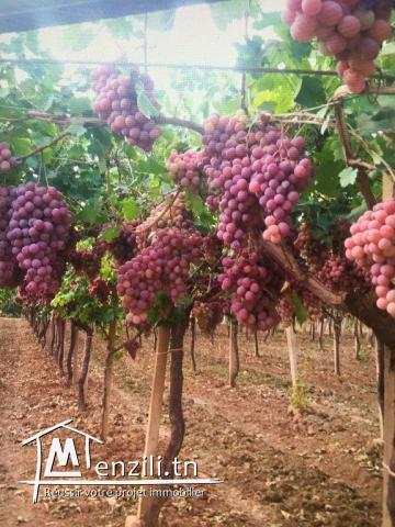 ferme et deux villa haut standing à morneg