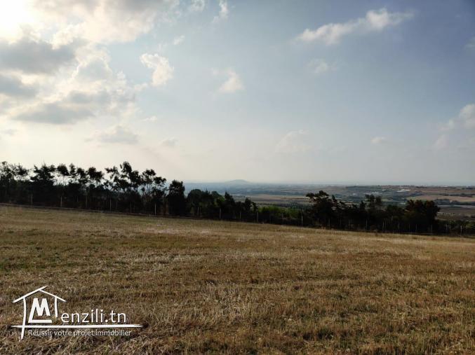 أرض للبيع في قليبية طريق تامزراط مساحتها 7000 متر مربع