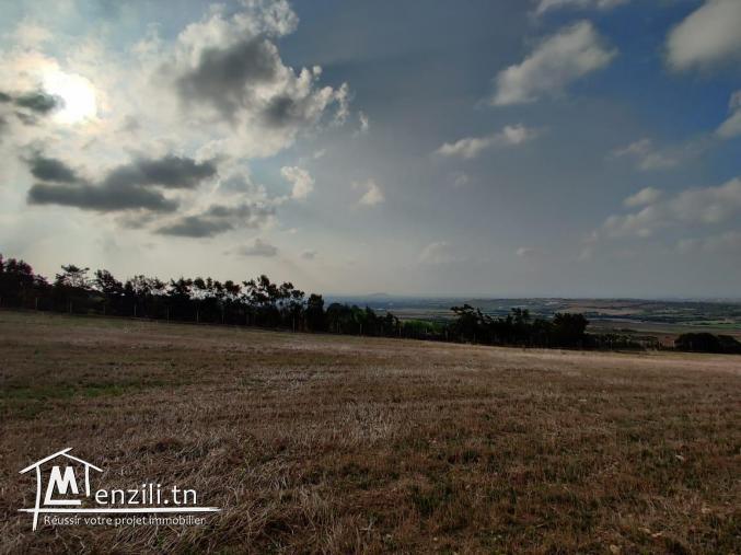 أرض للبيع في قليبية طريق تامزراط مساحتها 7000 متر مربع