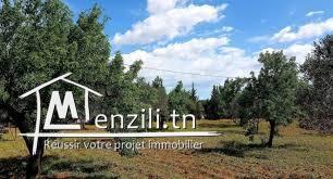 TERRAIN agricole SIDI BOU ALI CÔTE DAR ZITOUNA