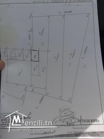 Terrain à vendre à jandouba