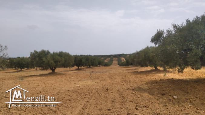 terrain à vendre 20.255.535