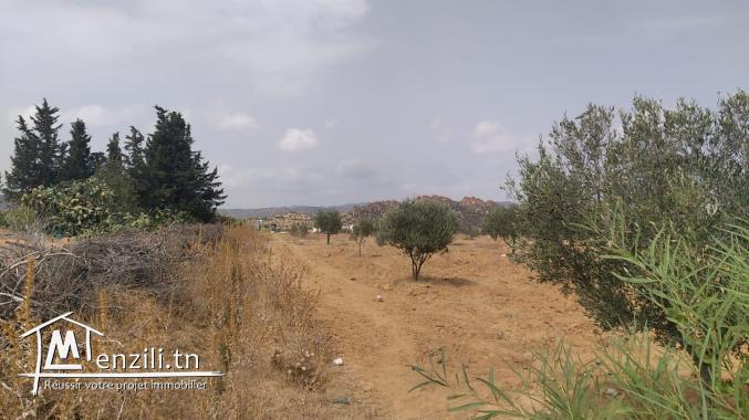 terrain à vendre 20.255.535