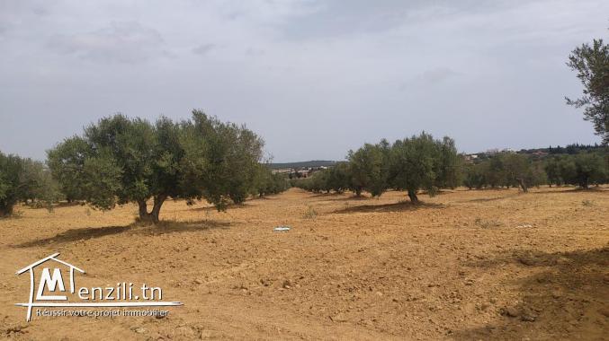 terrain à vendre 20.255.535