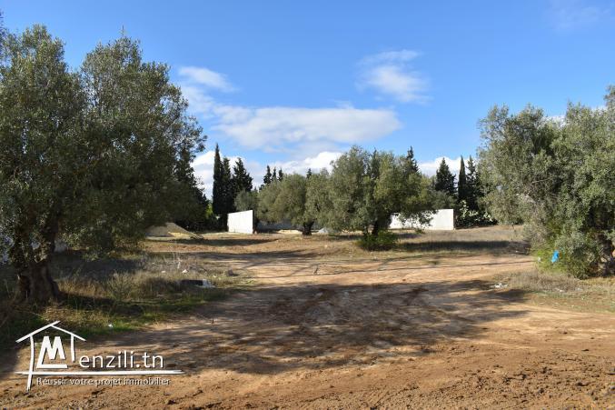 terrain à vendre 20.255.535