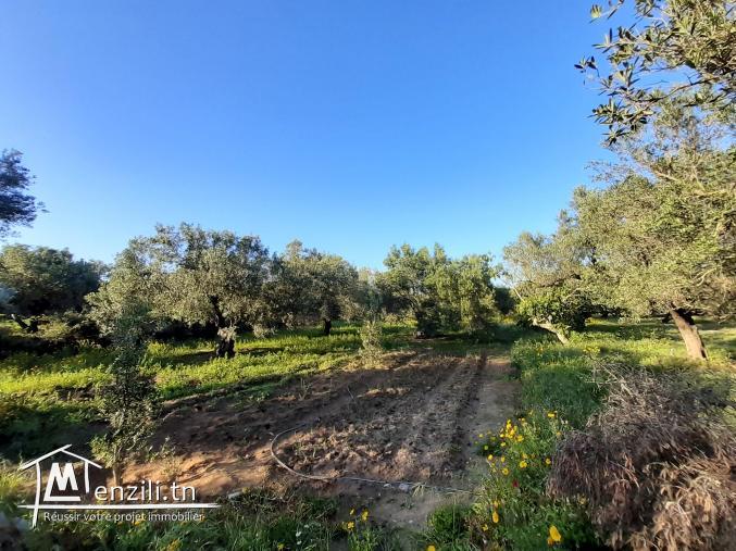 Deux lots à vendre, à 5 minutes de la plage Mansoura Kelibia