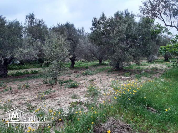 Deux lots à vendre, à 5 minutes de la plage Mansoura Kelibia