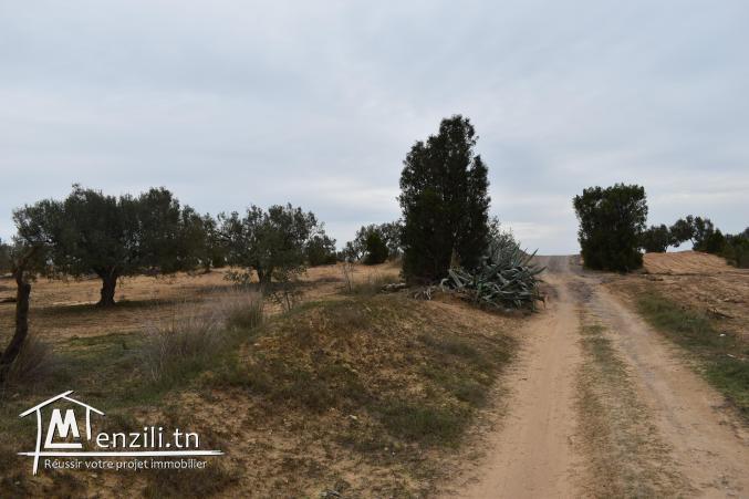 terrain à vendre 20.255.535