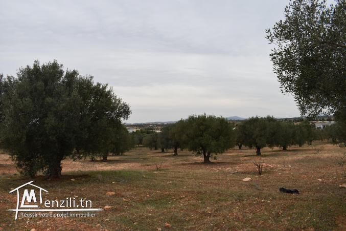 terrain à vendre 20.255.535