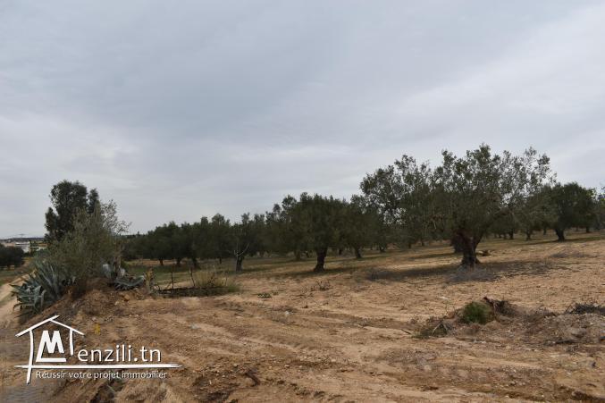 terrain à vendre 20.255.535