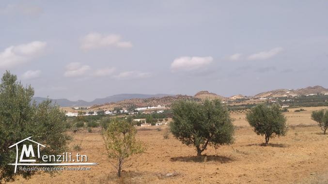 terrain à vendre 20.255.535