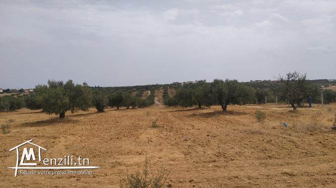 terrain à vendre 20.255.535