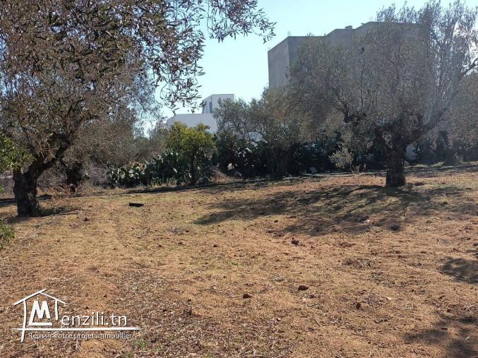 terrain à vendre 20.255.535