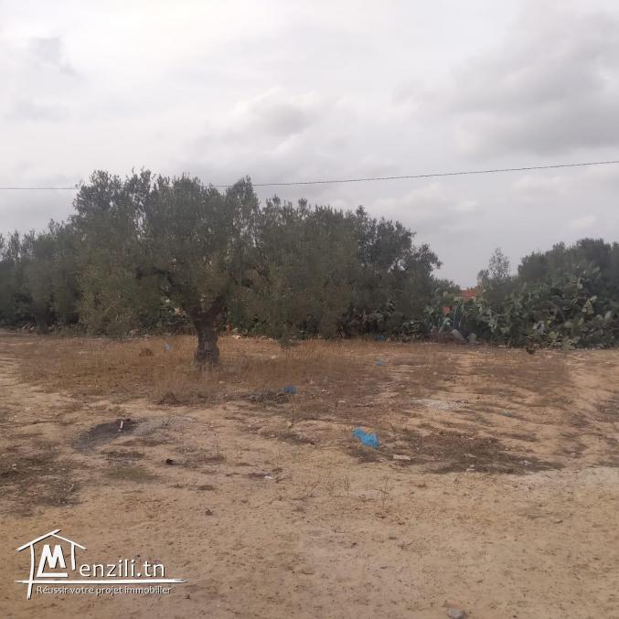 terrain à vendre 20.255.535