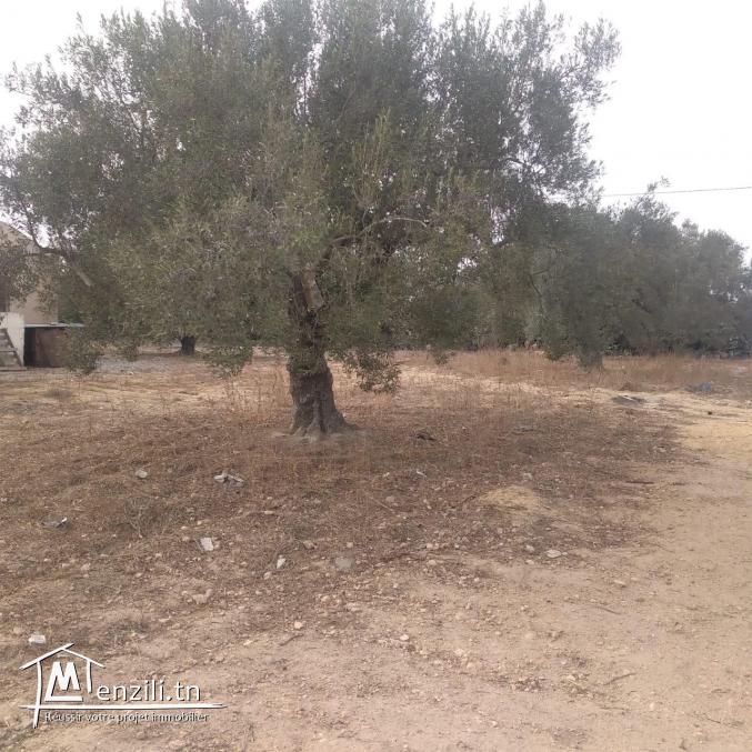 terrain à vendre 20.255.535