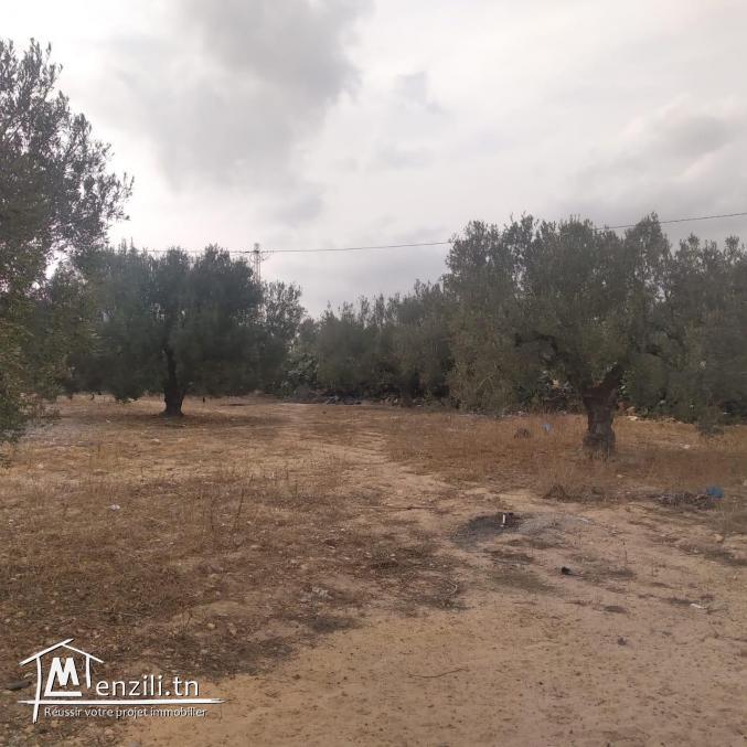 terrain à vendre 20.255.535