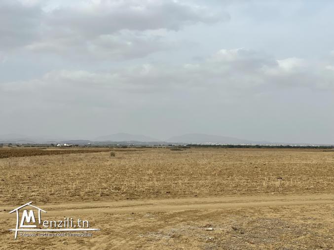 terrain à vendre 20.255.535