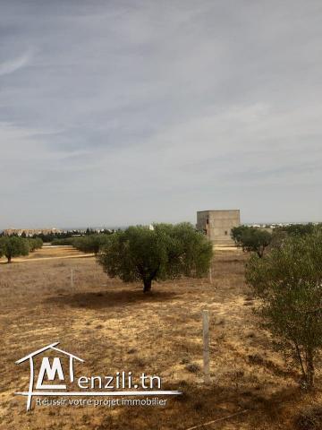 Terrain à vendre (Chott Myriam)