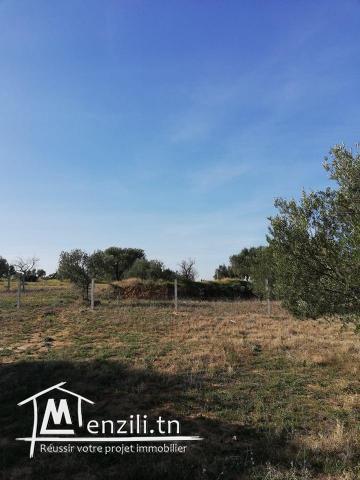 Terrain à vendre (Chott Myriam)