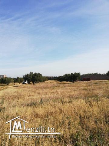 Terrain à vendre (Chott Myriam)