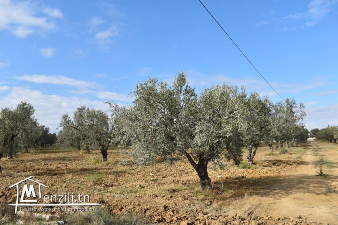 terrain à vendre 20.255.535