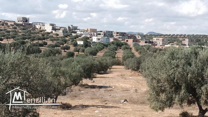 terrain à vendre 20.255.535