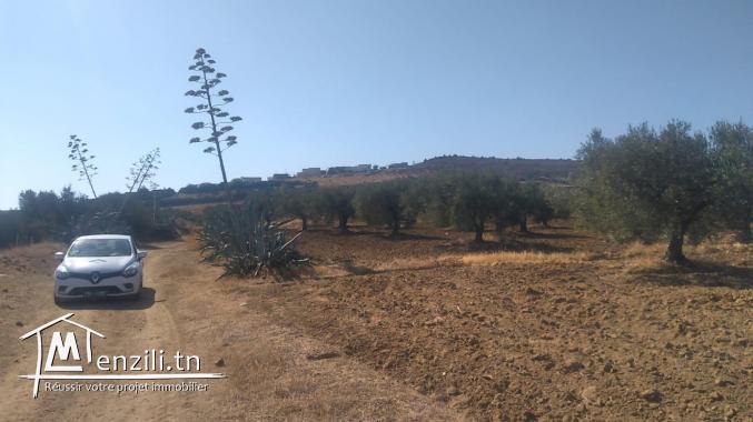 terrain à vendre 20.255.535