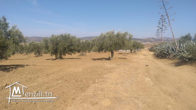 terrain à vendre 20.255.535