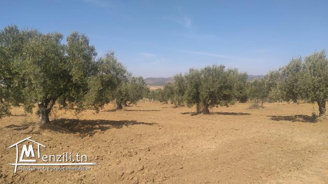 terrain à vendre 20.255.535