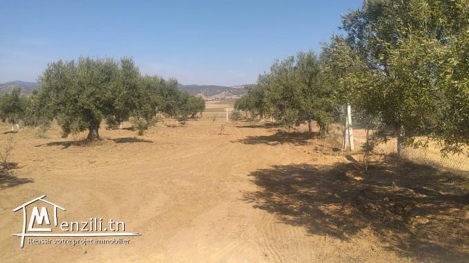 terrain à vendre 20.255.535