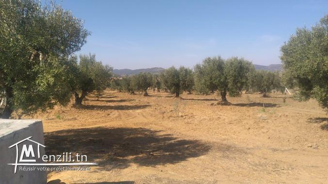 terrain à vendre 20.255.535