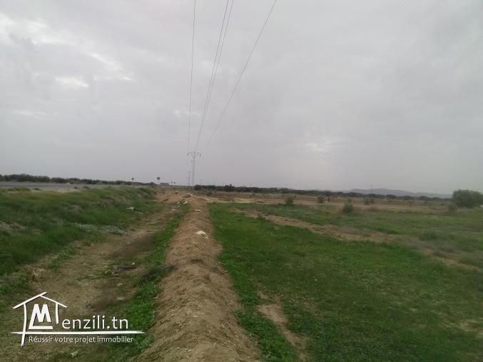 أرض فلاحية للبيع