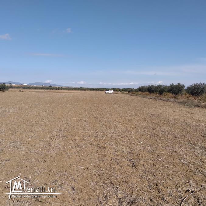 terrain à vendre 20.255.535