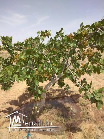   قطعة أرض للبيع مساحتها ما يقارب 9 هكتارات