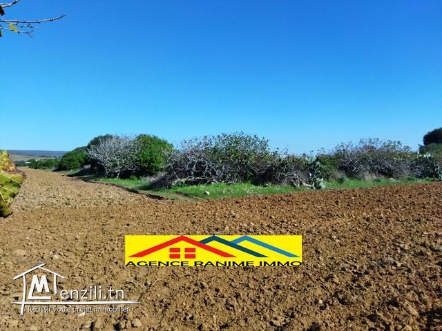 Ferme de 1 hect+5000m2 a el haouaria cap bon