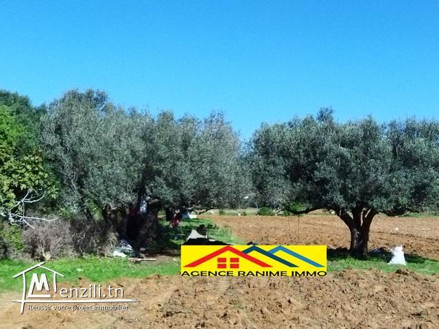 Ferme de 1 hect+5000m2 a el haouaria cap bon