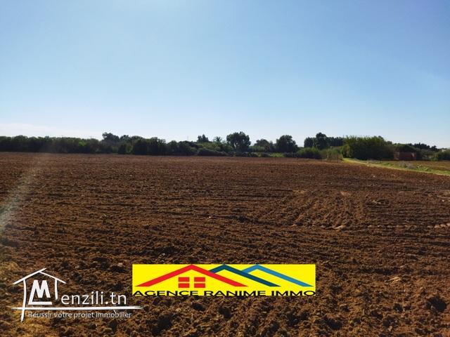 Ferme de 1 hect+5000m2 a el haouaria cap bon