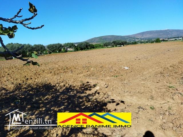 Ferme de 1 hect+5000m2 a el haouaria cap bon