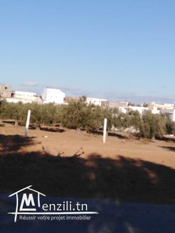 terrain constructible à zone urbaine de hammamet yasmine