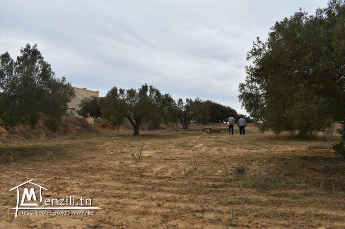 terrain à vendre 20.255.535