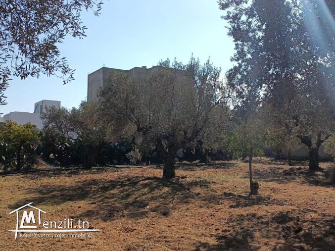 terrain à vendre 20.255.535